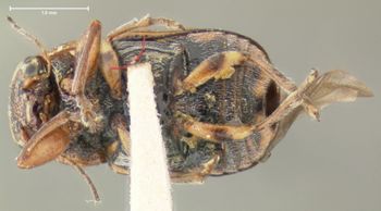 Media type: image;   Entomology 24921 Aspect: habitus ventral view
